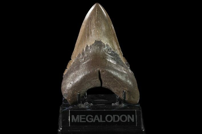 Fossil Megalodon Tooth - Coffee-Brown Color #145464